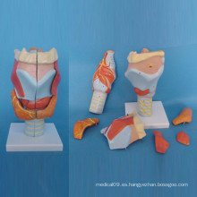 Modelo de anatomía médica de las piezas laríngeas humanas (R070114)
